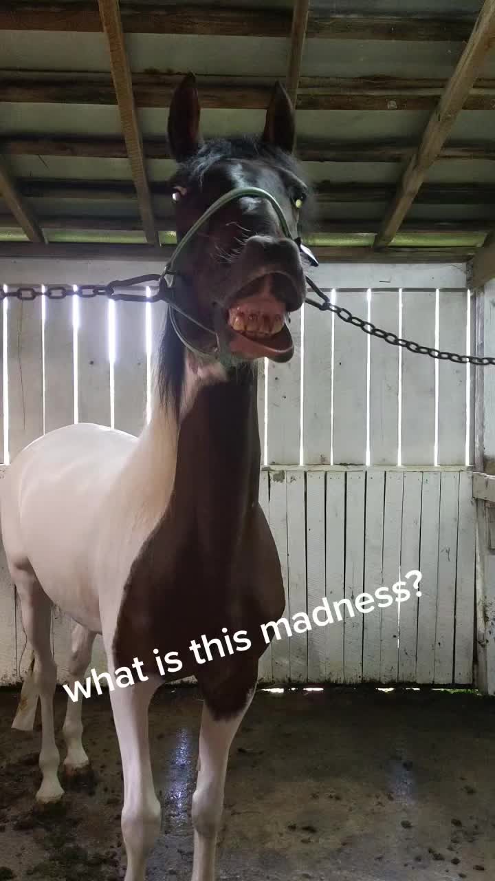 @Libby🐾❤️🐴