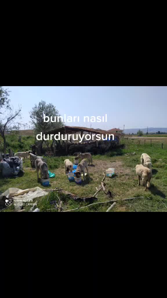 @Bilal ayan