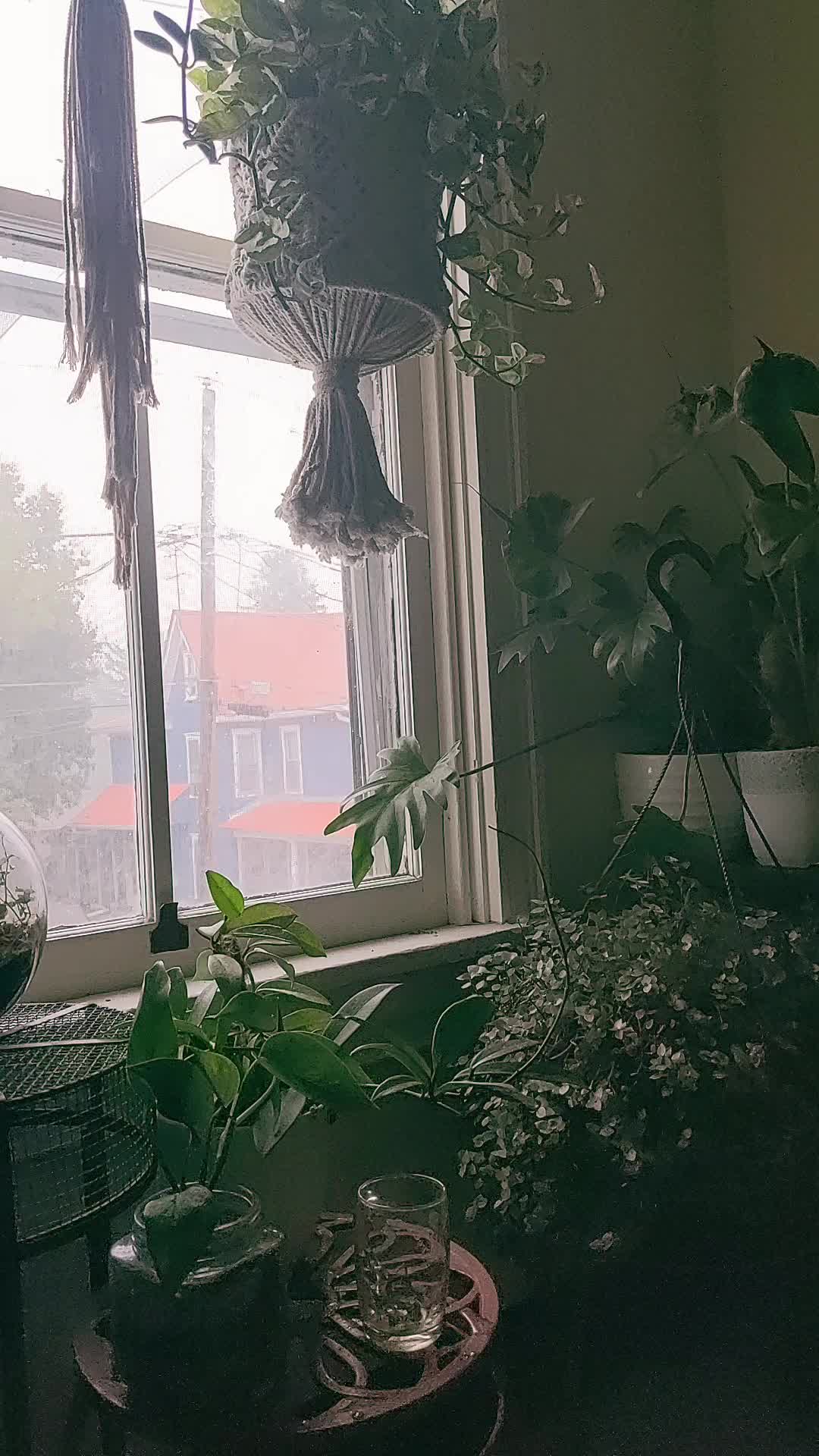 @Lastgreenhouseontheleft