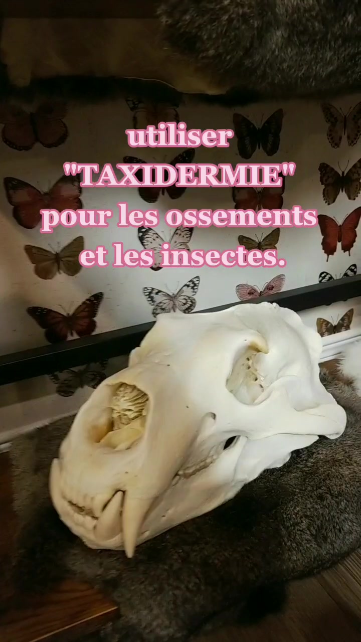 @May la taxidermiste 🇨🇦