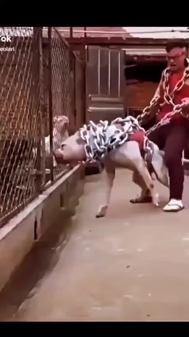 @Dog all Around