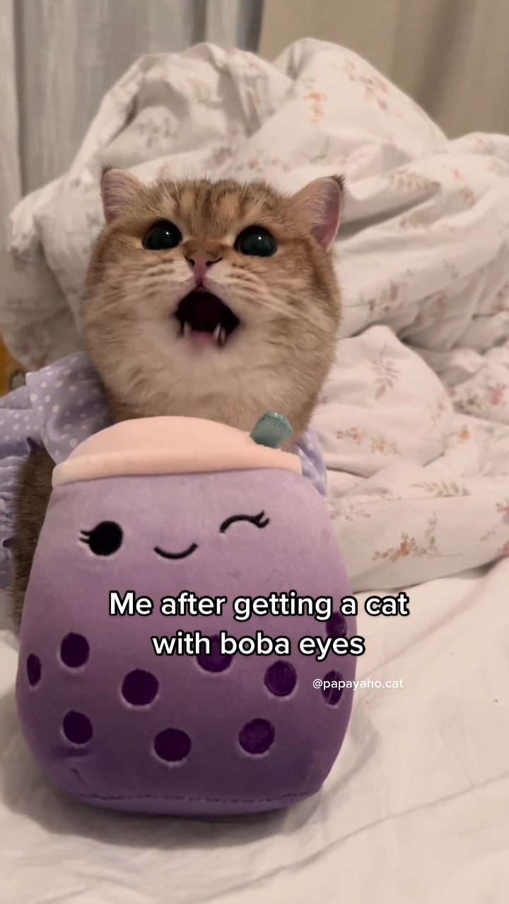 @Papaya the Cat