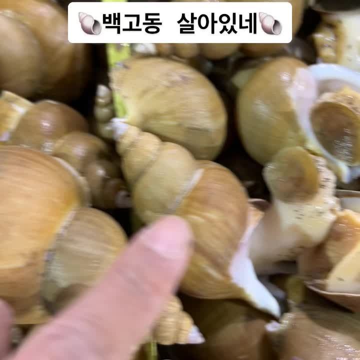 @독도사랑 생방송 판매자