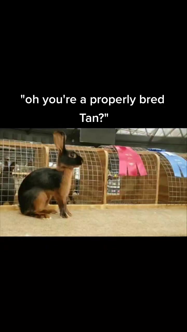 @ToT's Bunny Barn