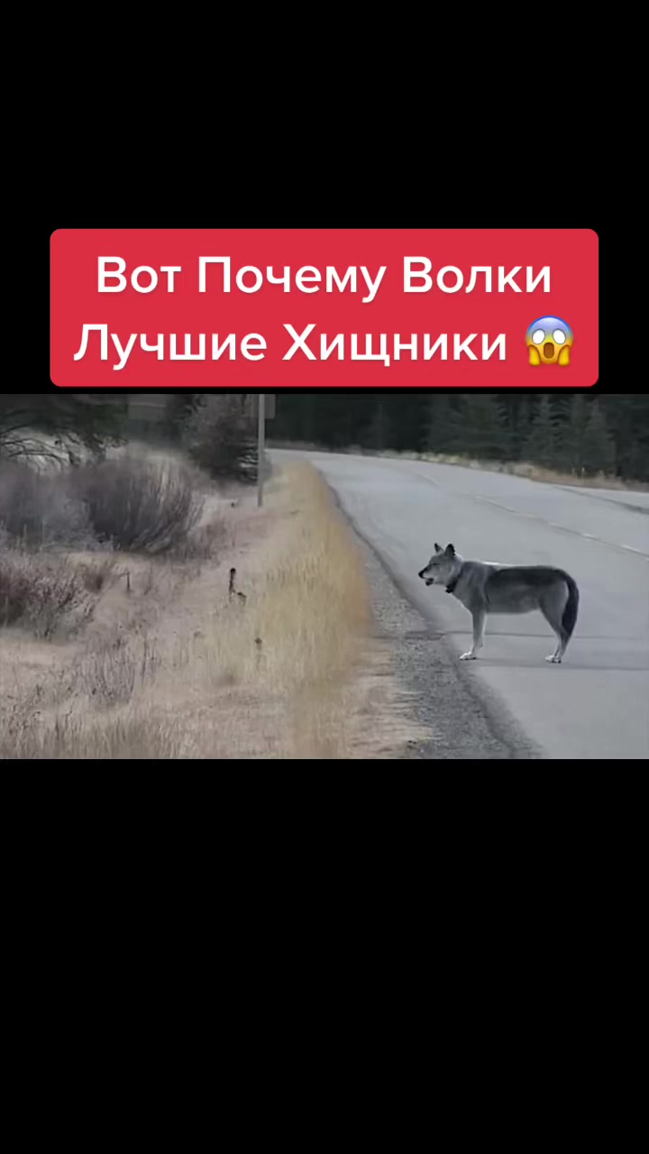 @Живность