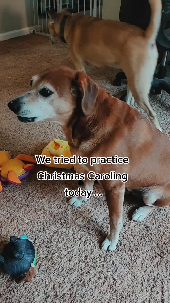 @diamondsdoggydaycare