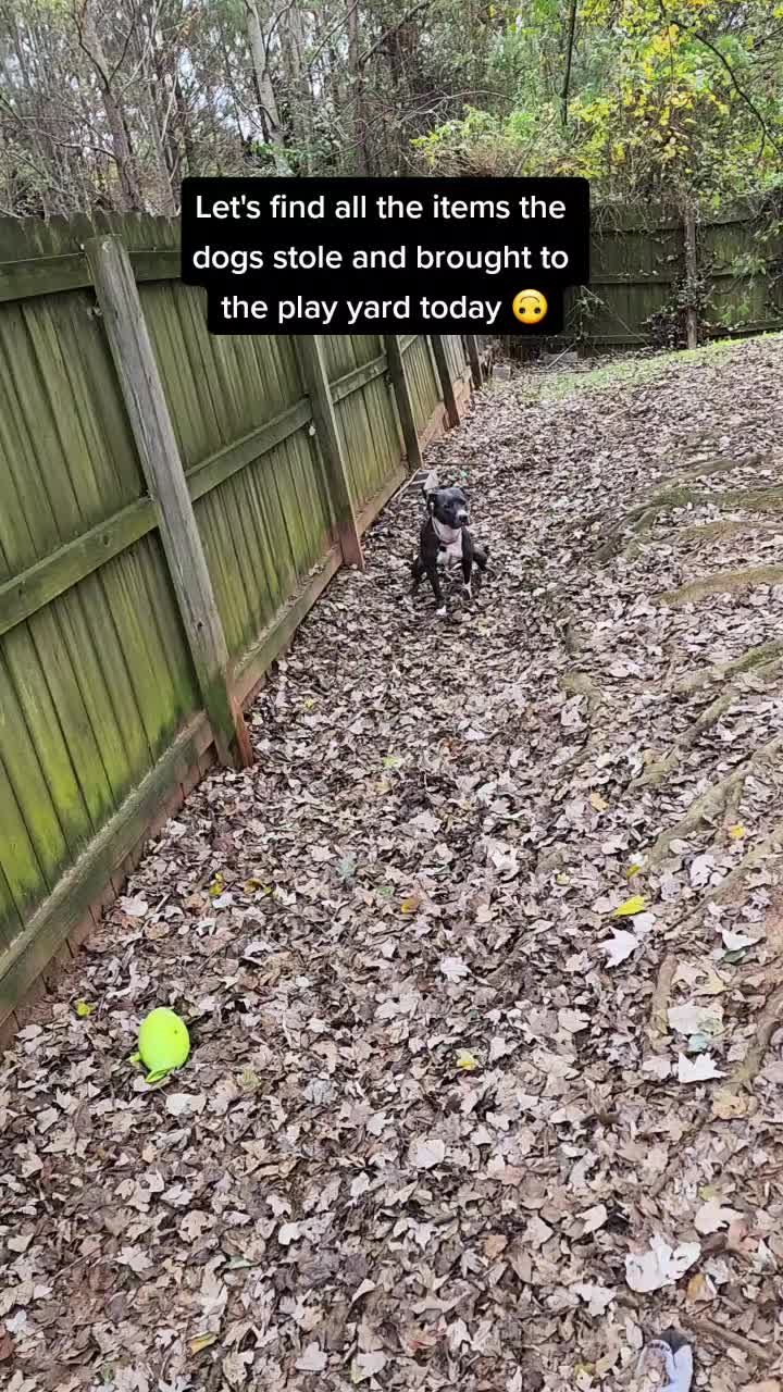 @diamondsdoggydaycare