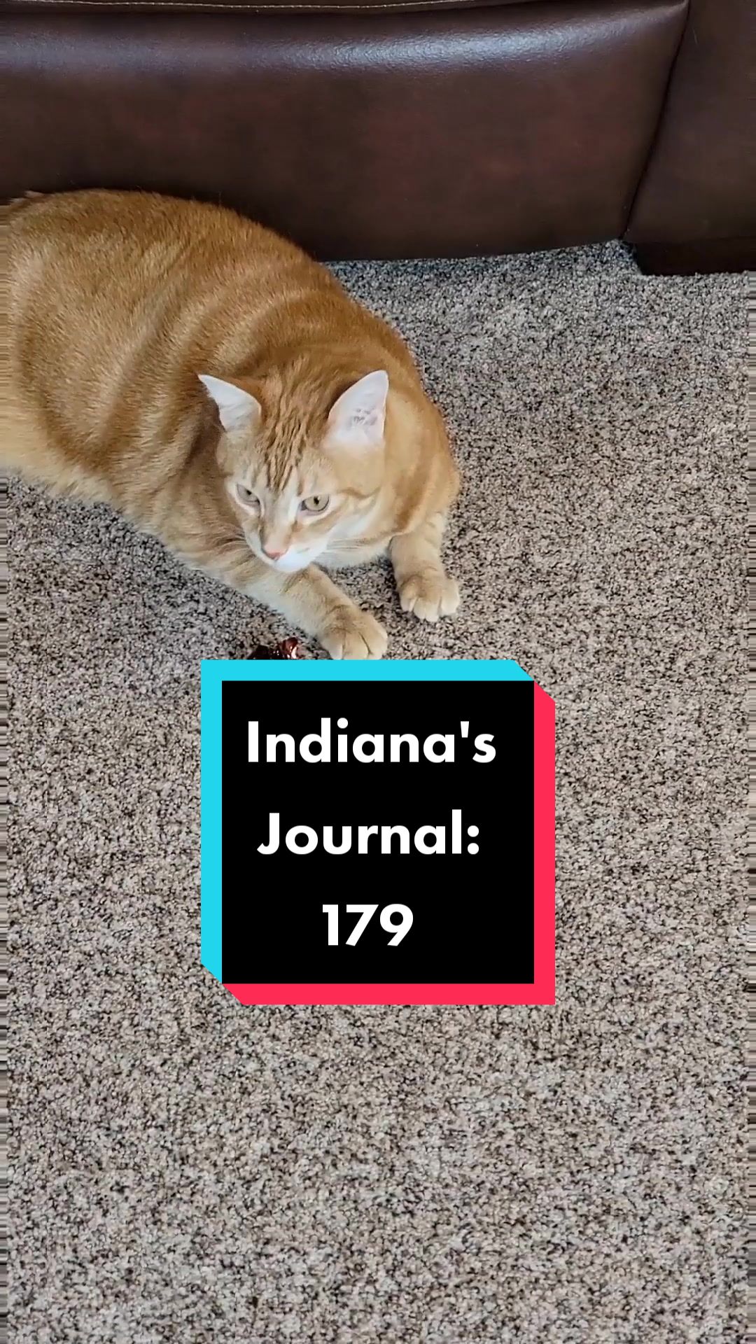@Flannel Pants and Kitties