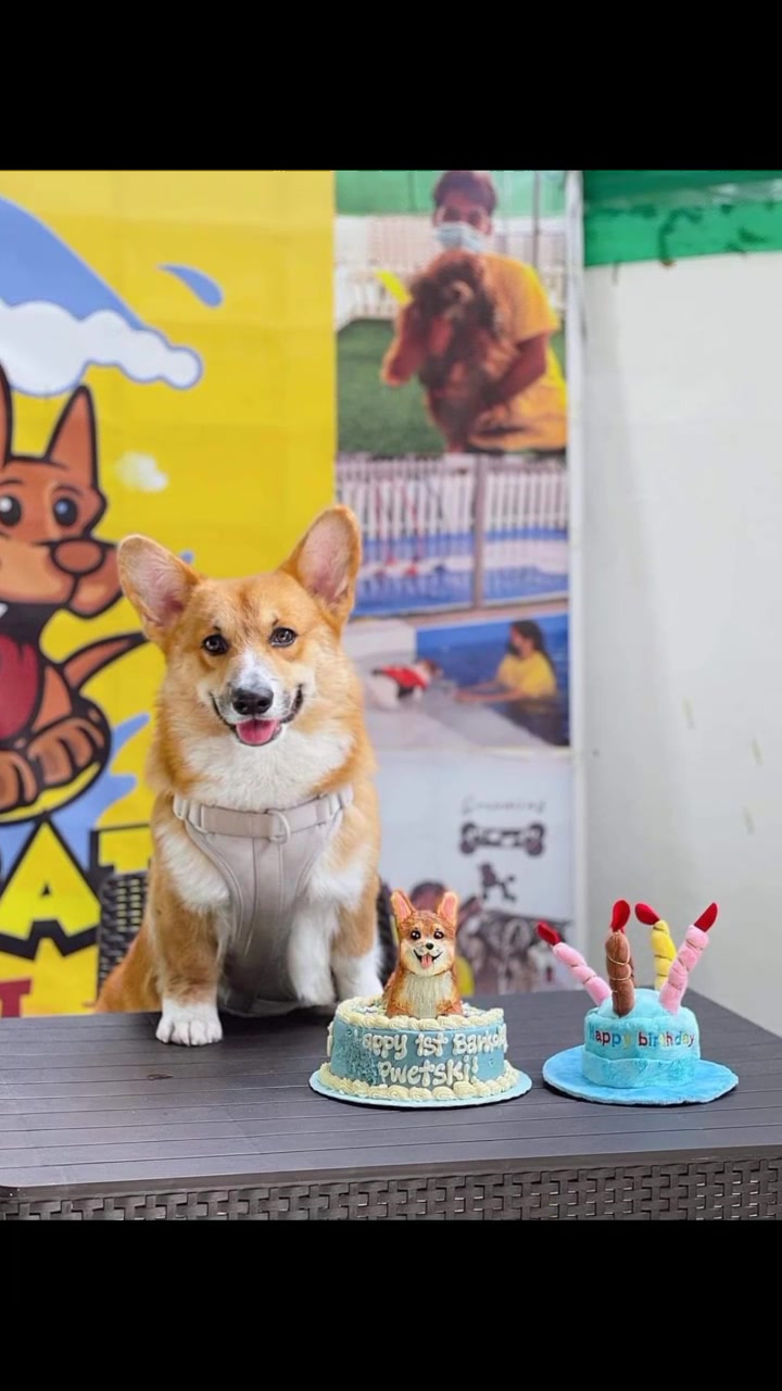 @makeandbakeforpets