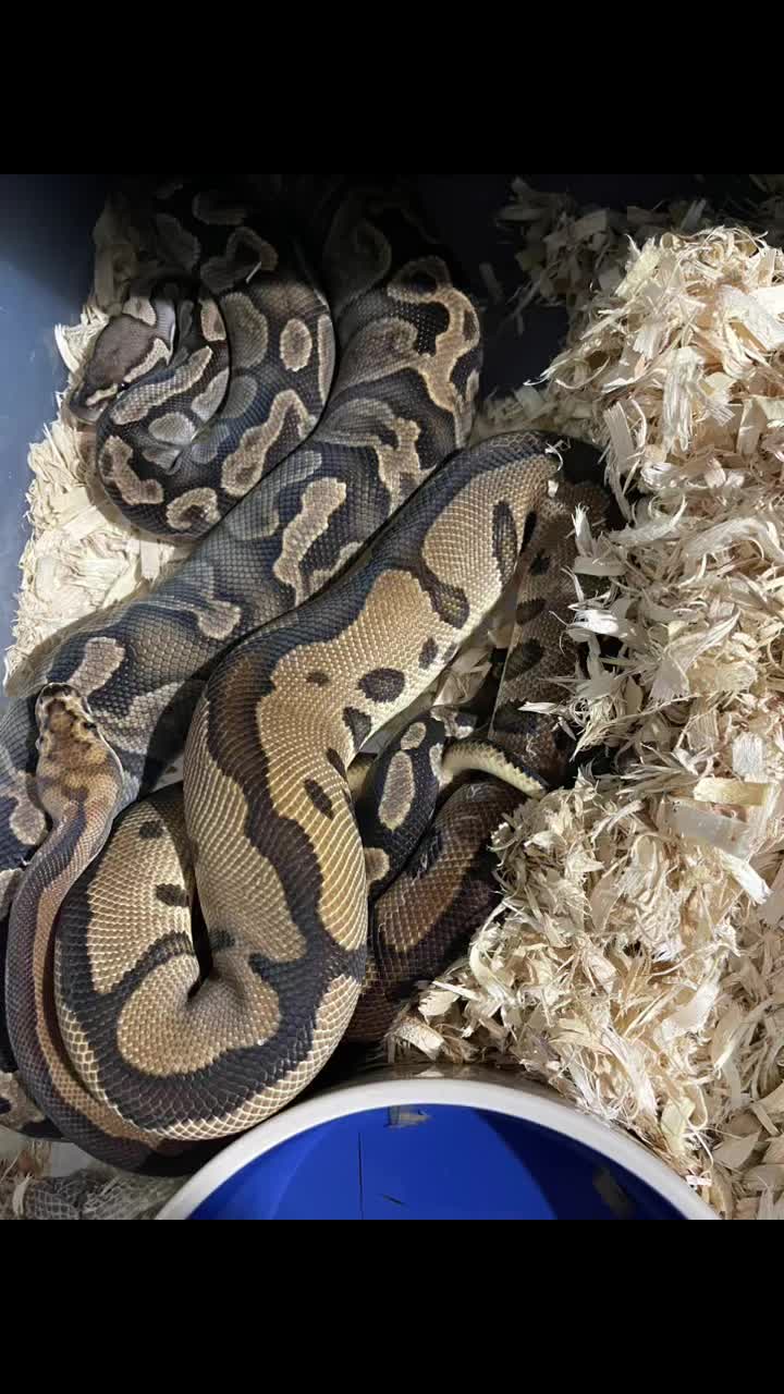 @Sallevallesnakes (jose)