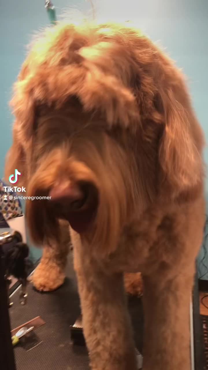 @Sincere Groomer