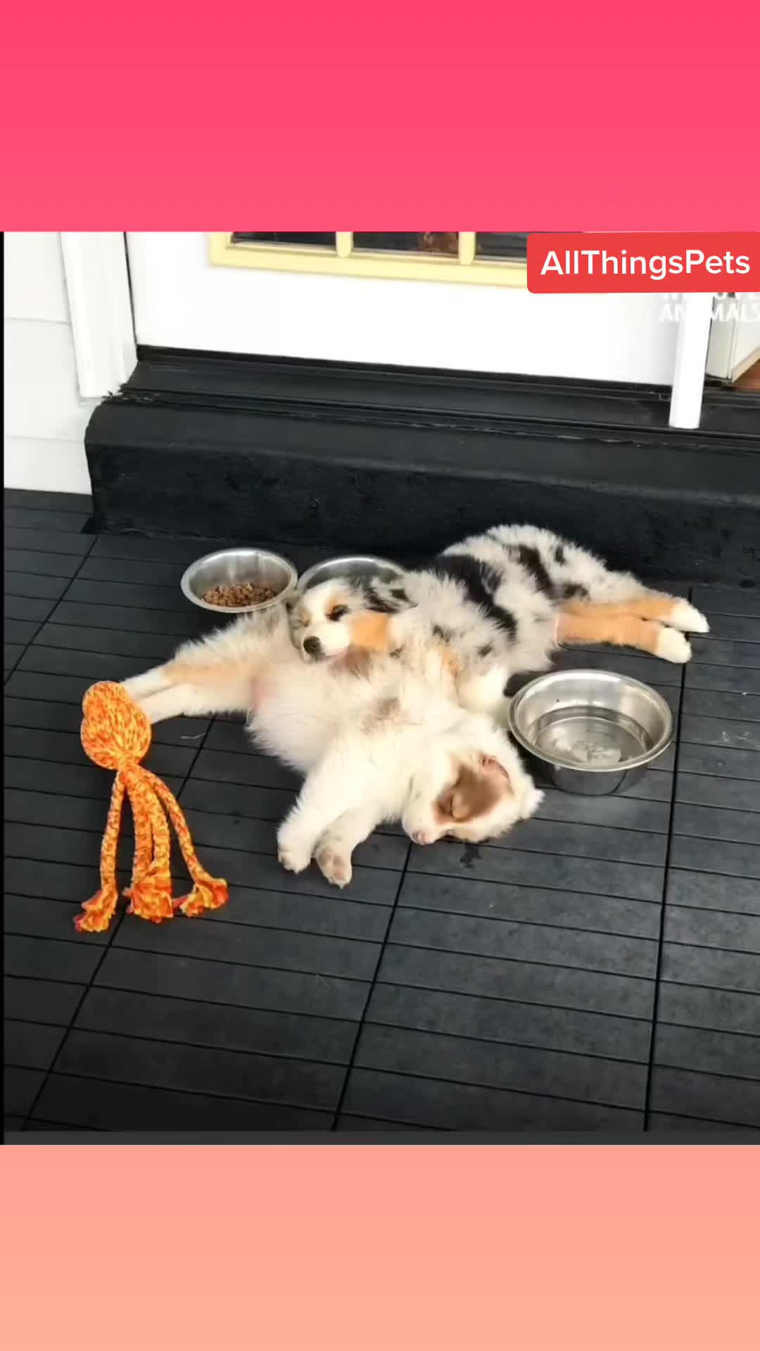 @Everything Pets