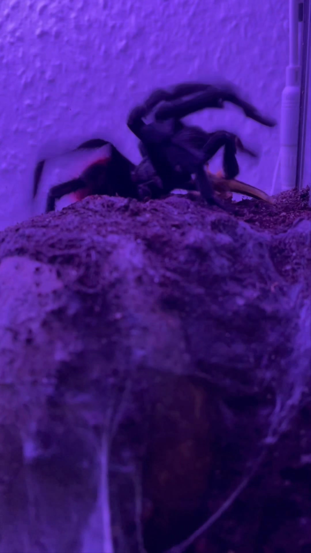 @brachypelma.de