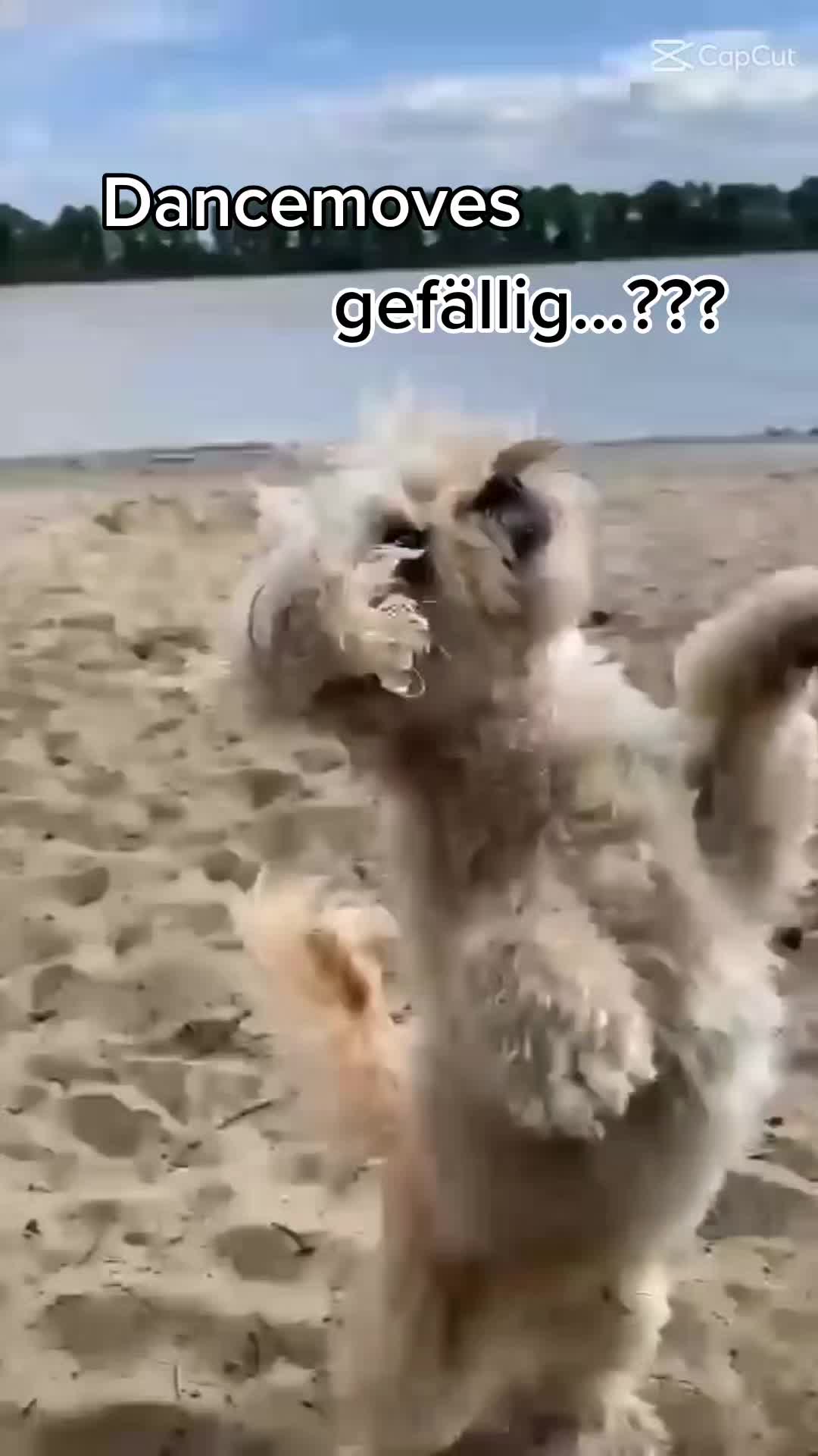 @DogMilow