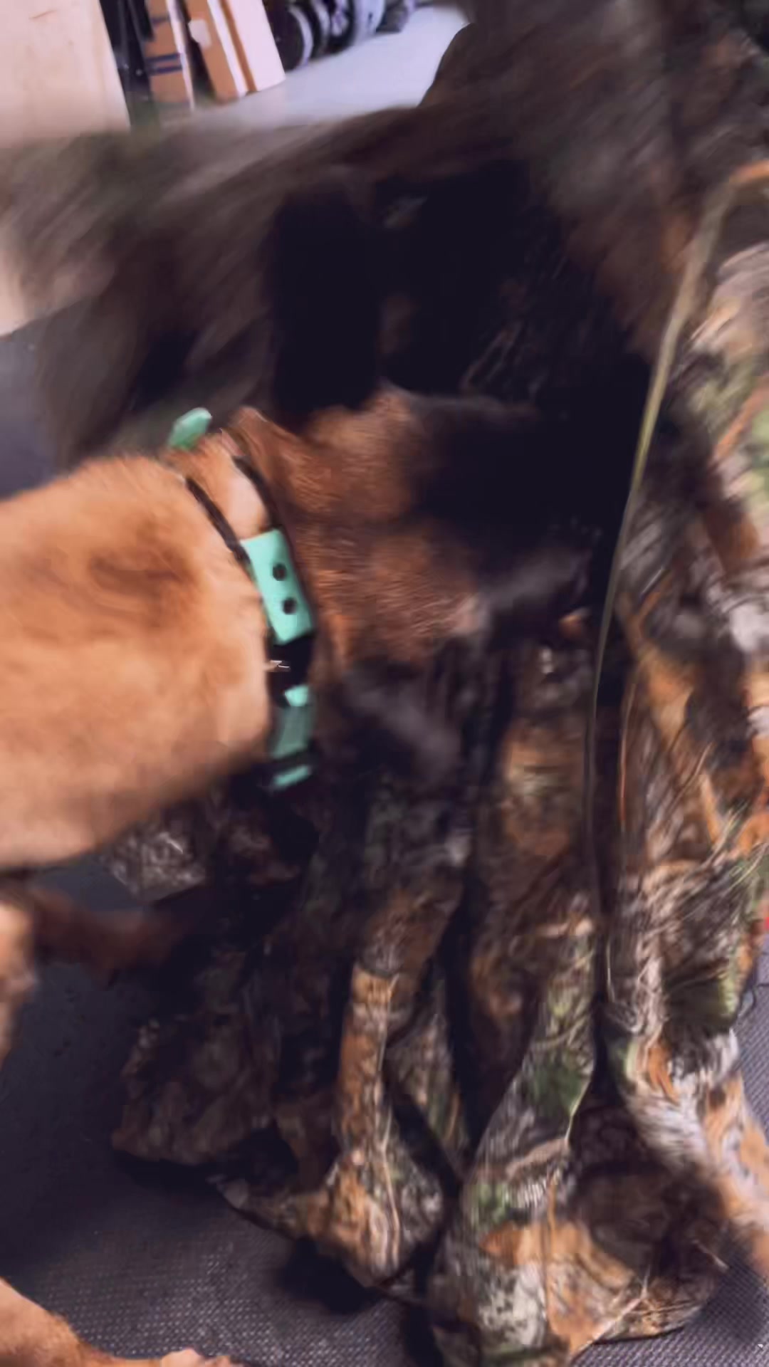 @Tactical K9s Dog Training