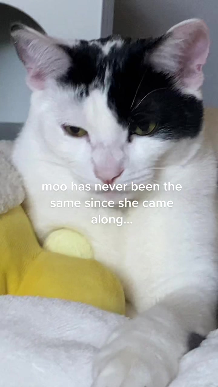 @moo moo!
