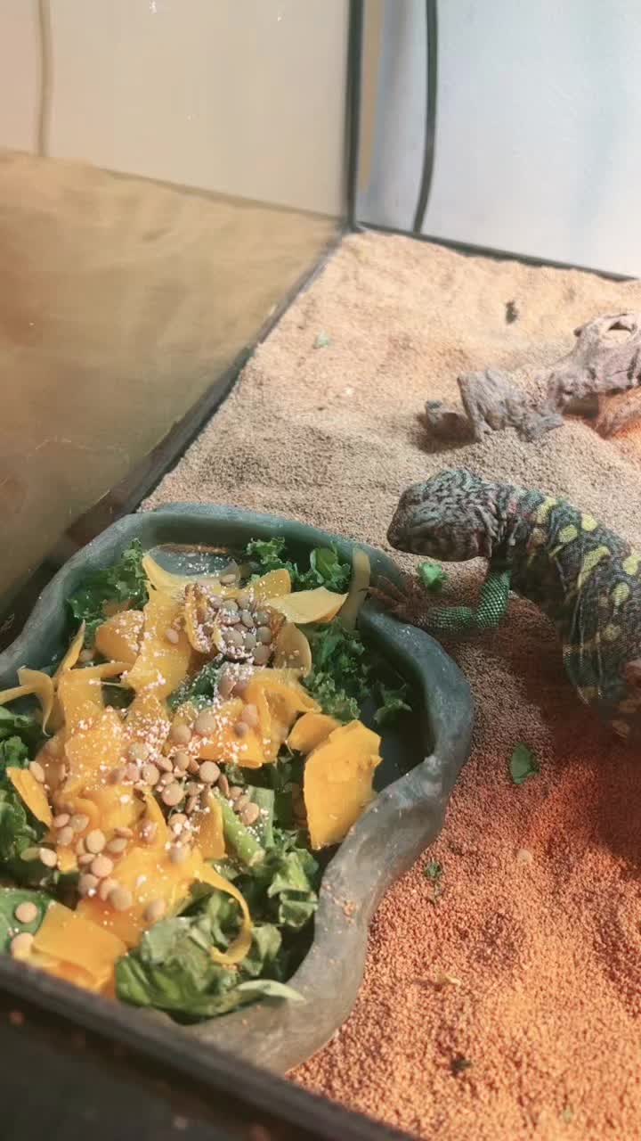 @d&m_reptile_adventure