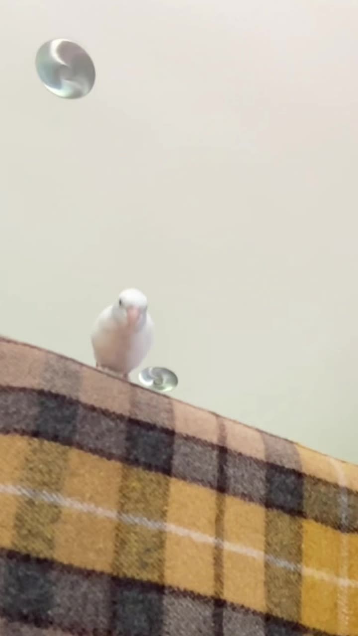 @arlobird