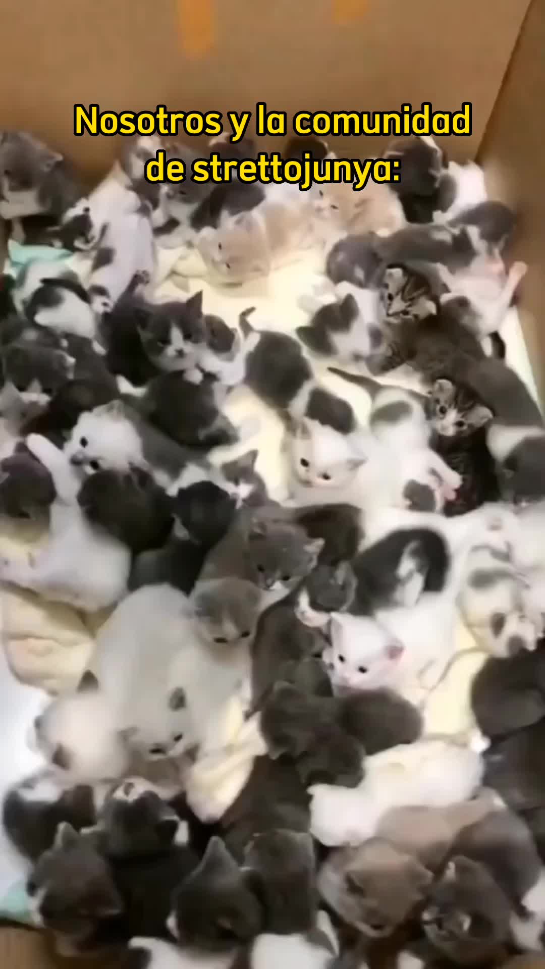 @strettojunya