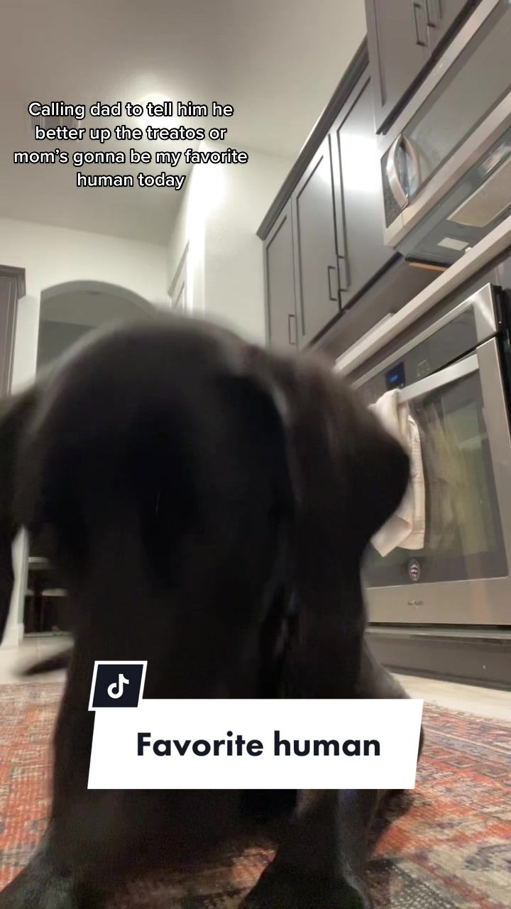 @Huxley Knox the Black Lab
