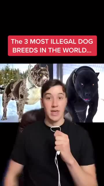 @Dog all Around