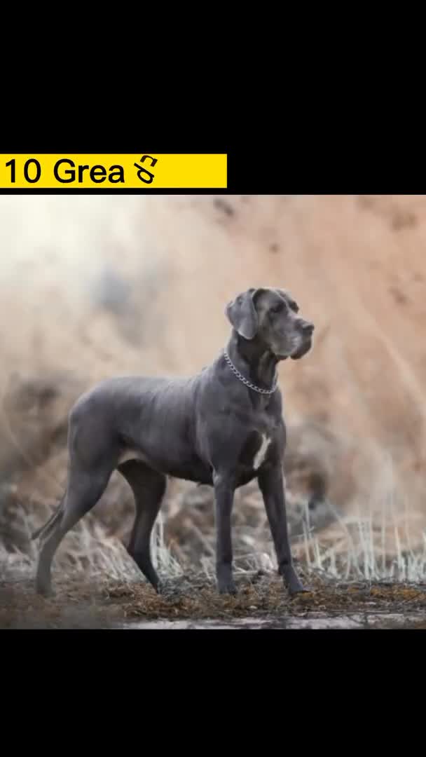@Dog all Around