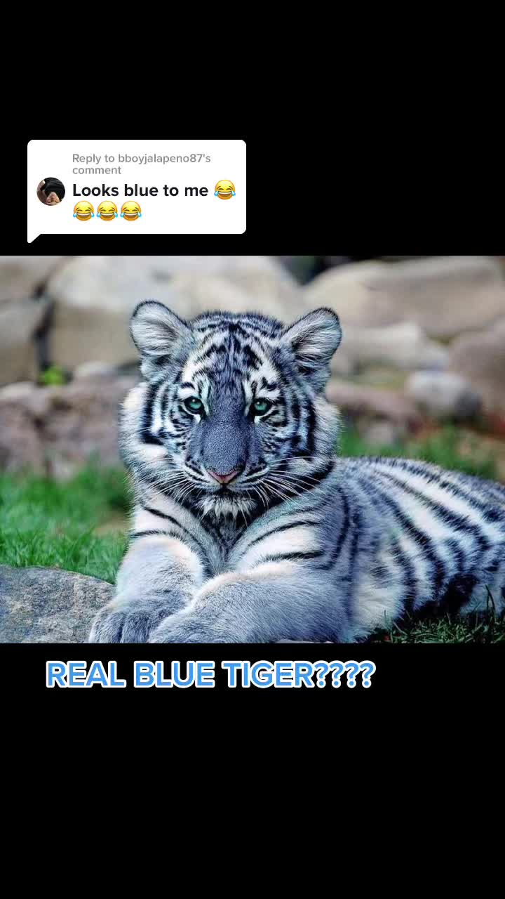 @CreaturePreacher