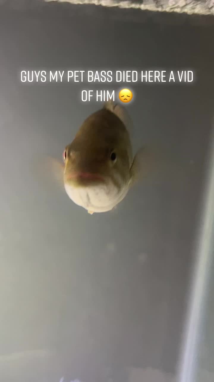 @Grub_the_bass