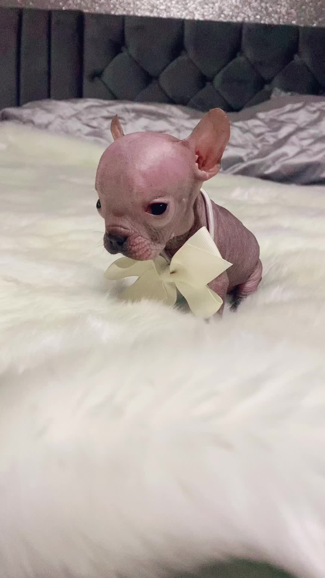 @Softskinpuppies
