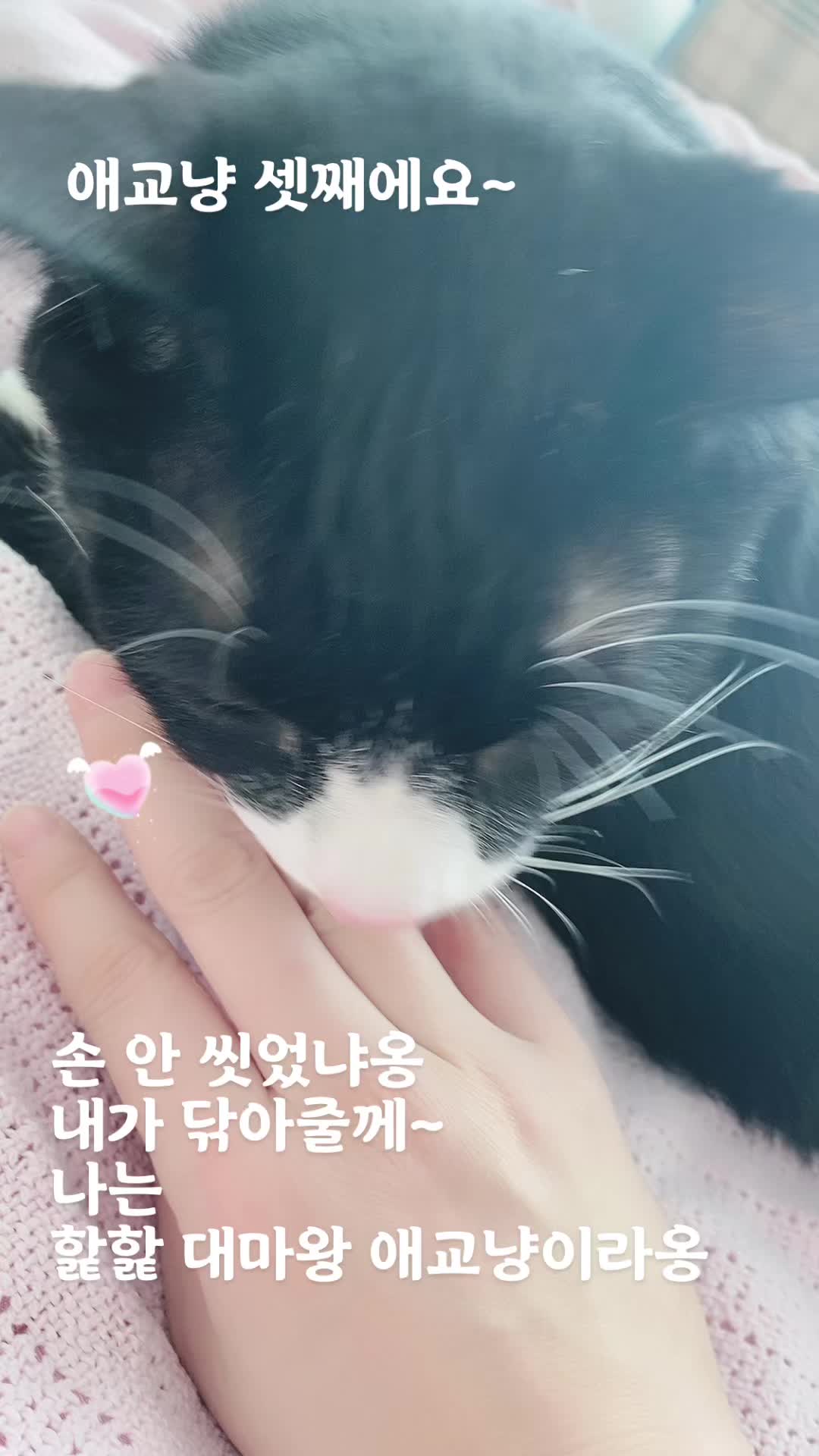 @lifewithkitty