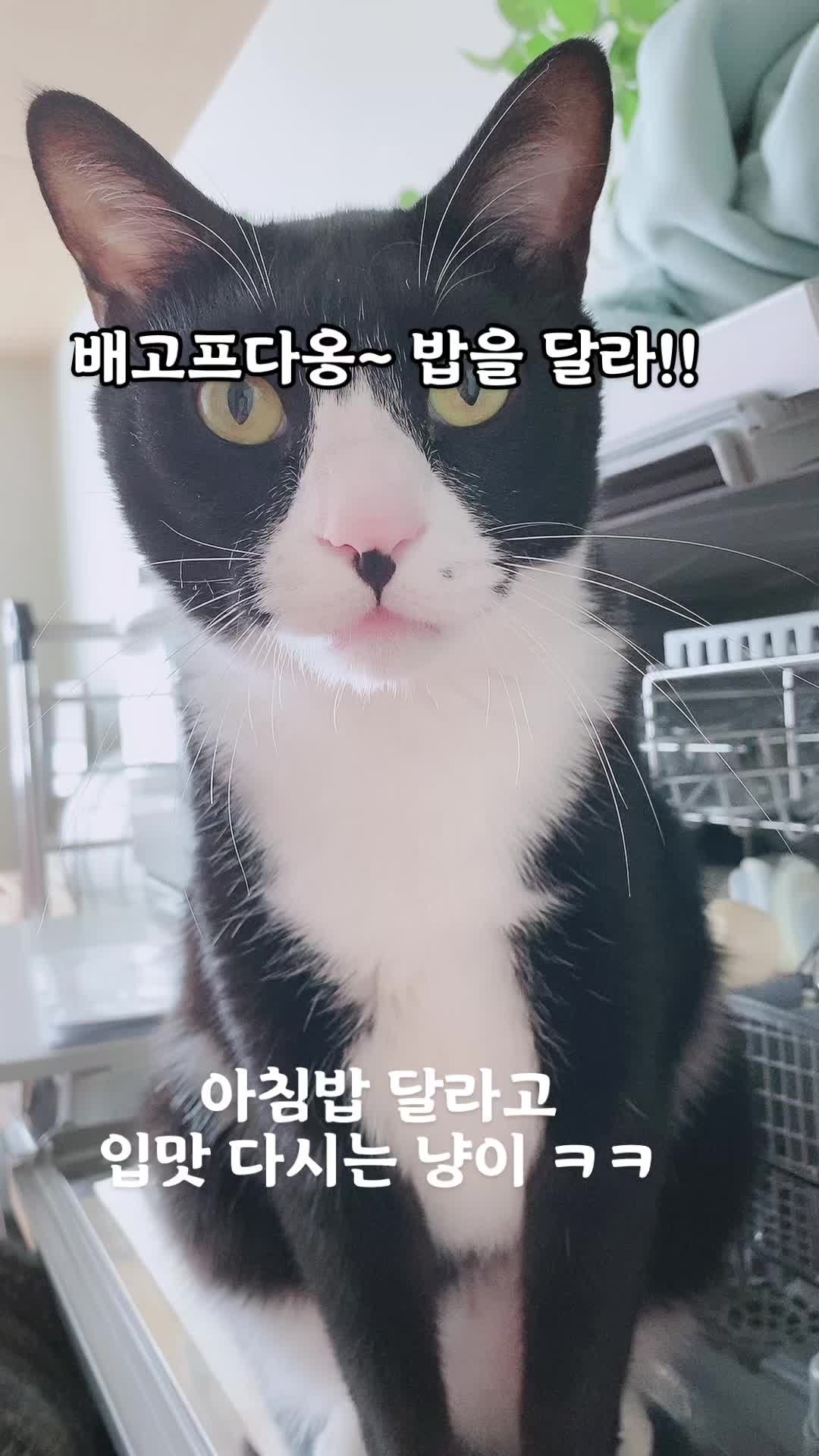 @lifewithkitty