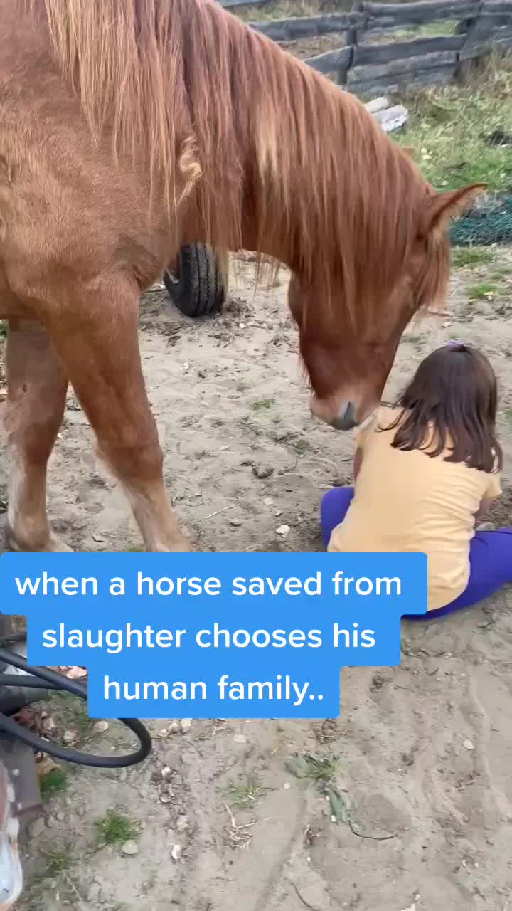 @Horse Heroes Alberta
