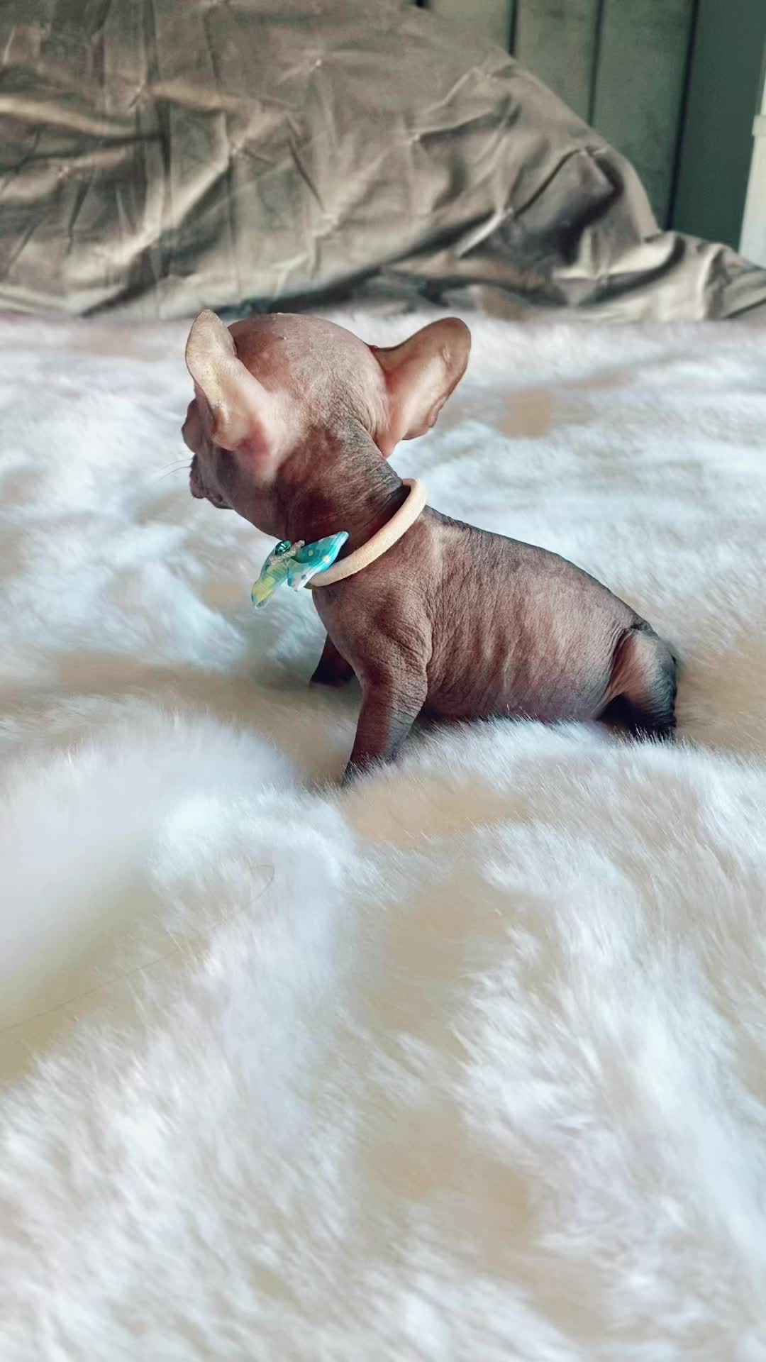 @Softskinpuppies