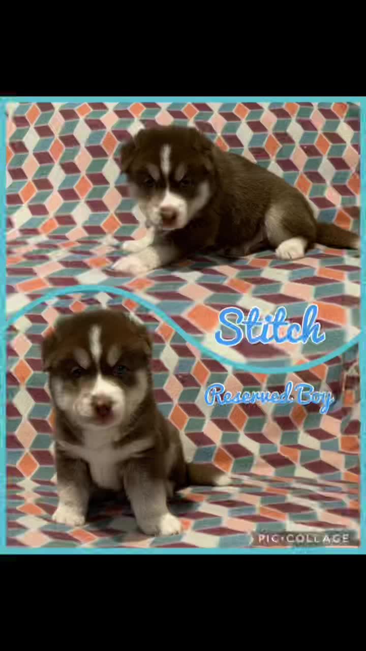 @Lakeside Huskies&rsquo; Haven