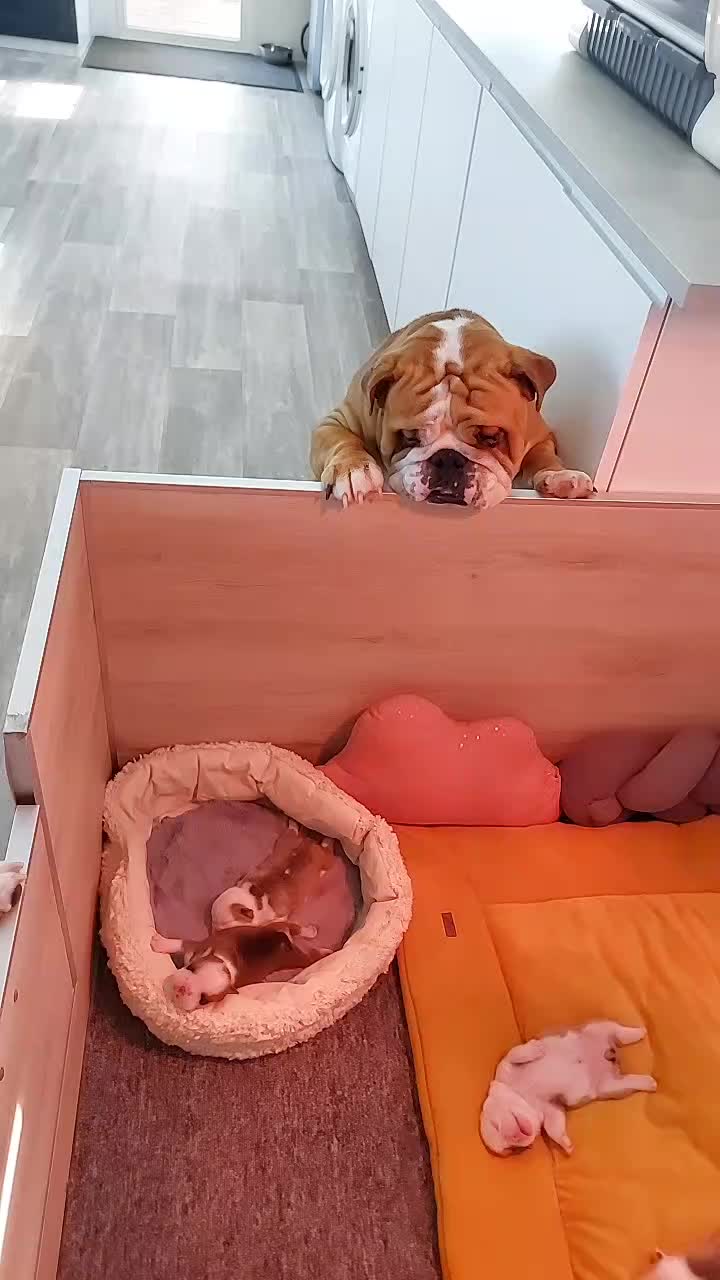 @bulls_in_skate