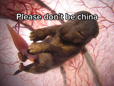 @Dachickenrat