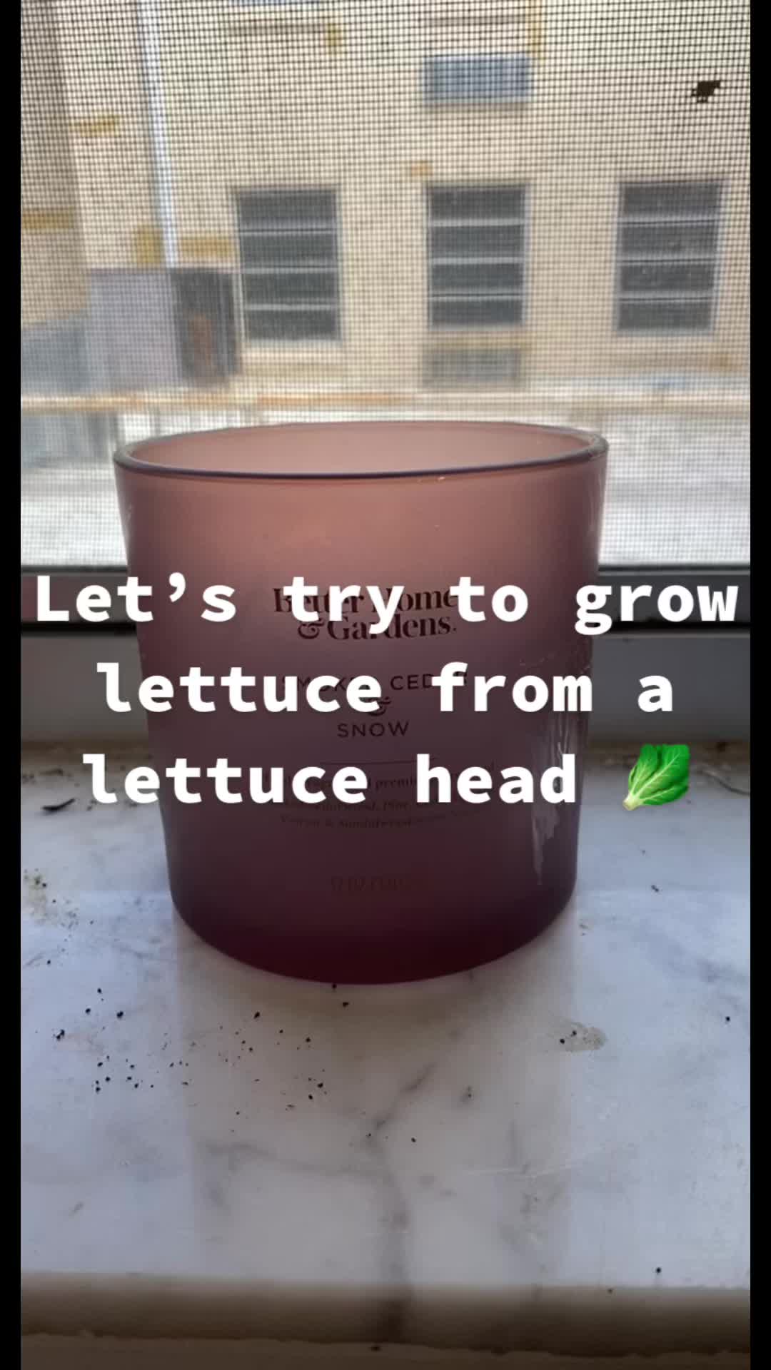 @taylorlea__