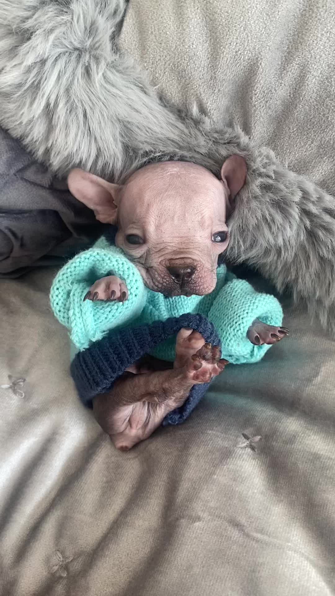 @Softskinpuppies