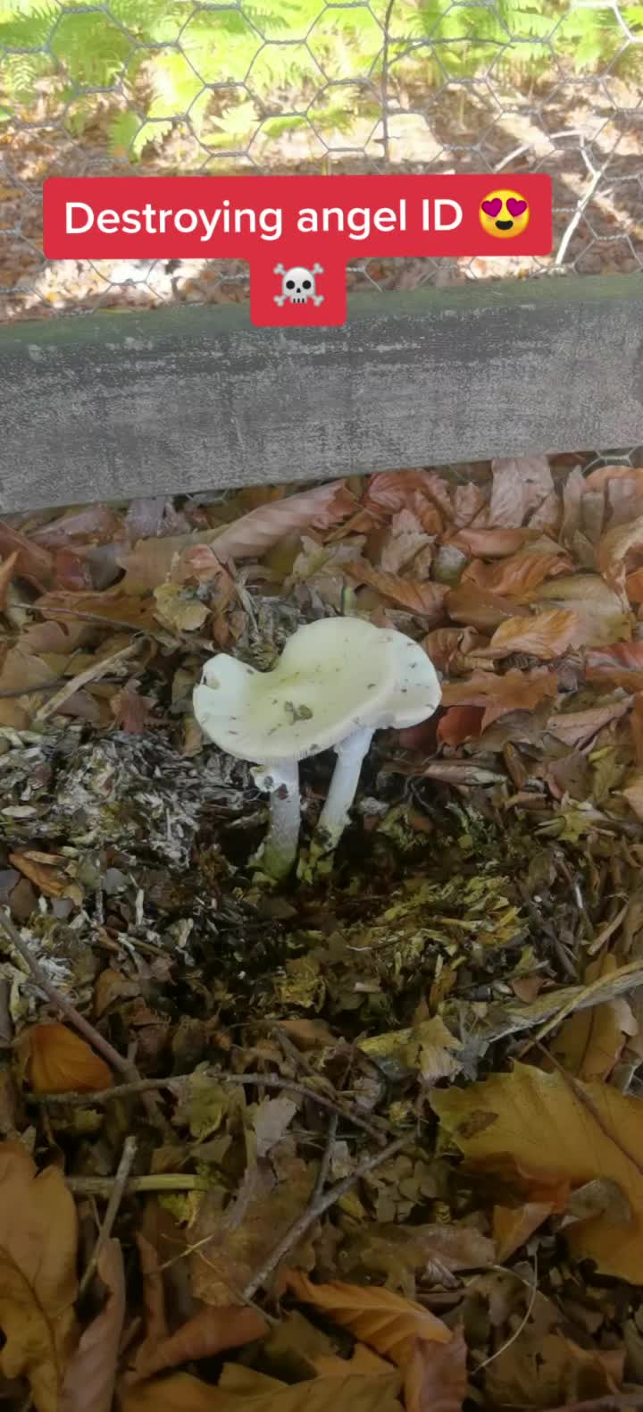 @Wild_About_the_Woods