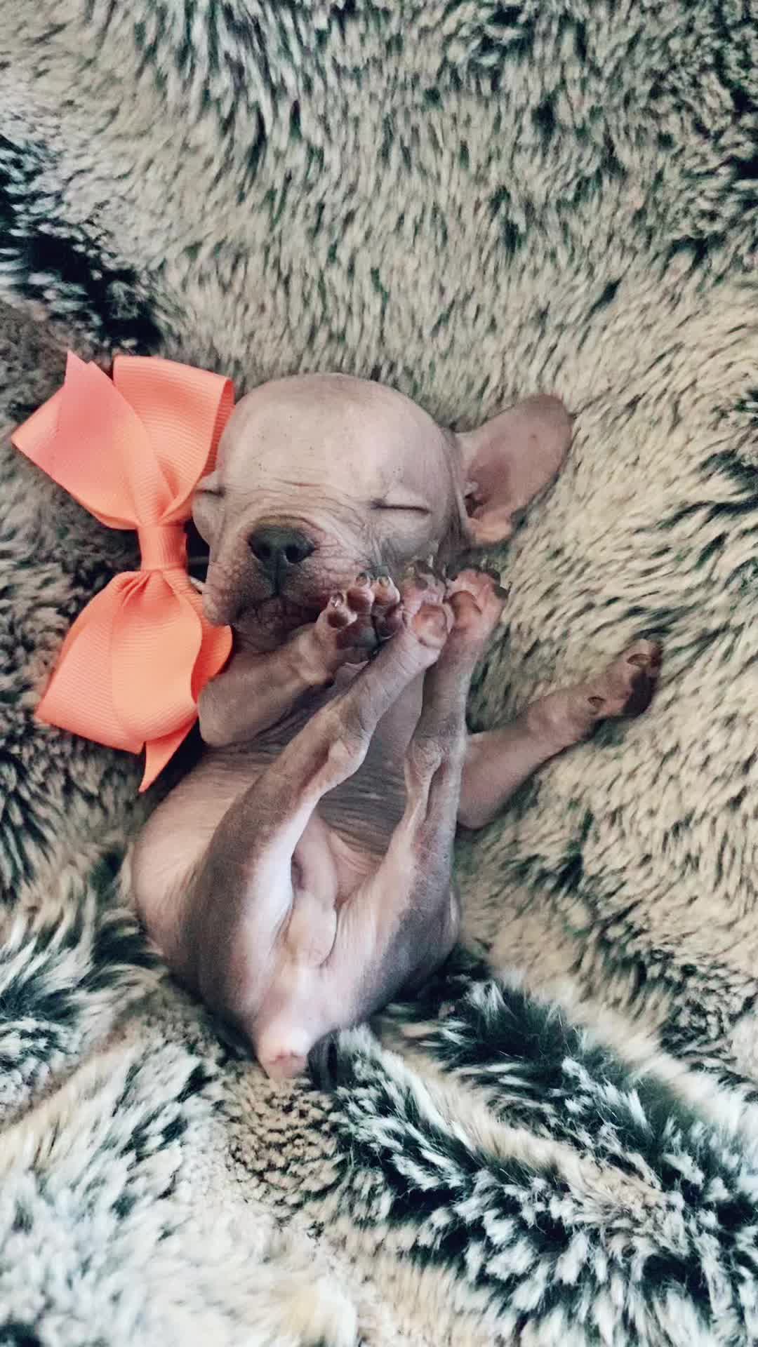 @Softskinpuppies