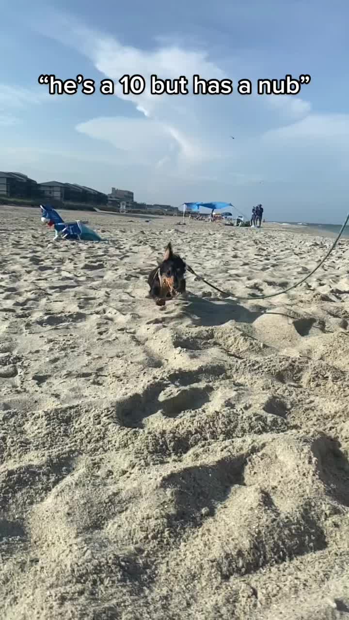 @Henry the mini dachshund