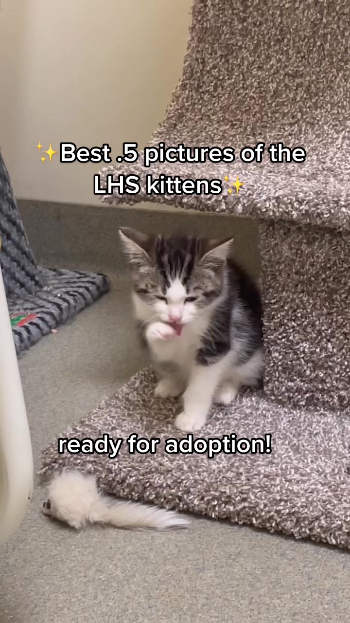 @Lynchburg Humane Society