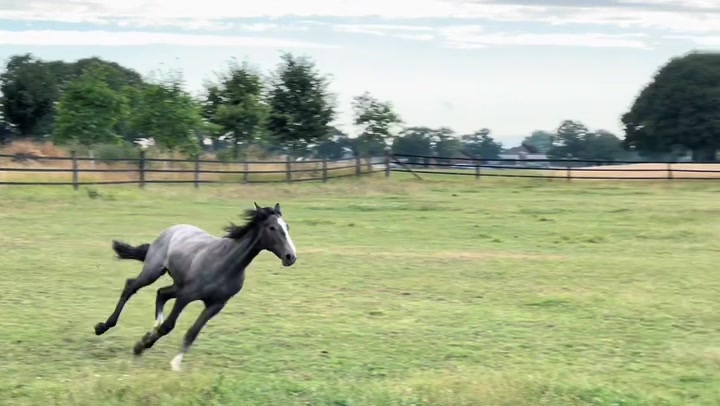 @reiten_ist_kunst