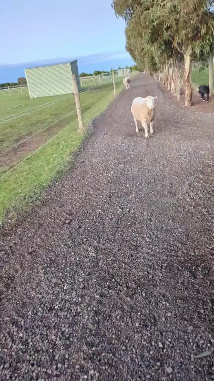 @Faraway Gypsy Horse Stud