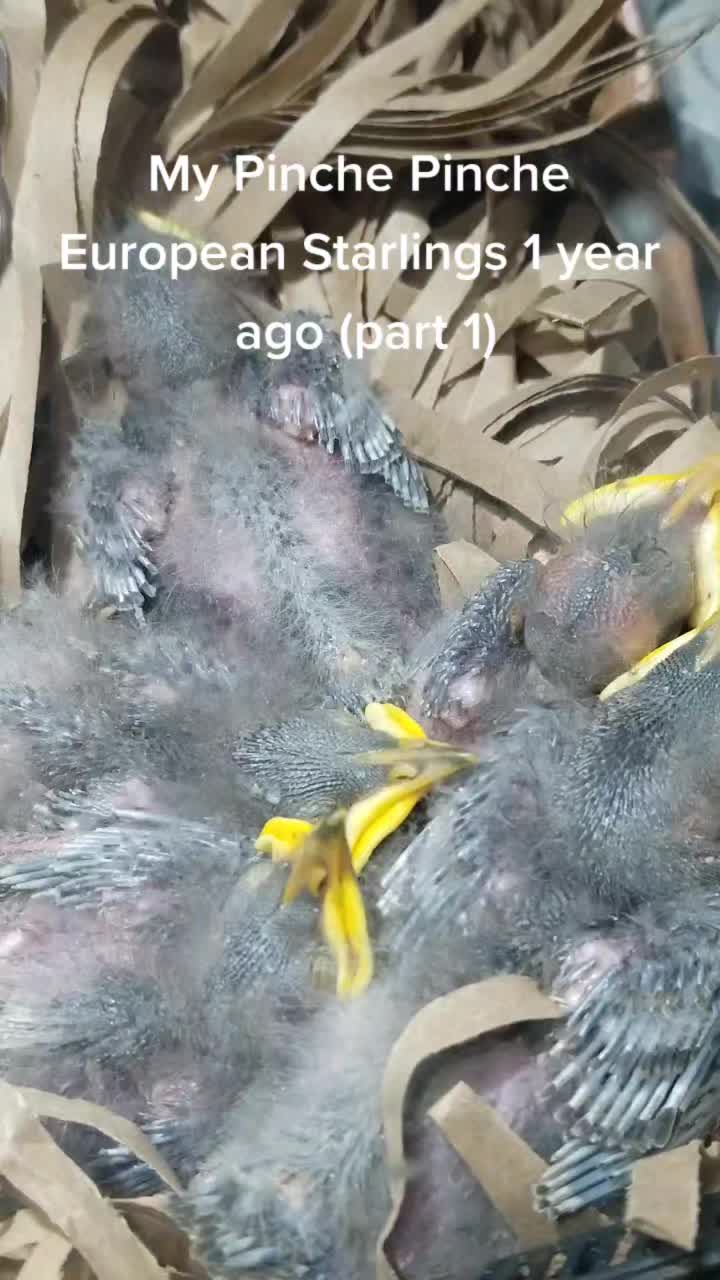 @8partytails
