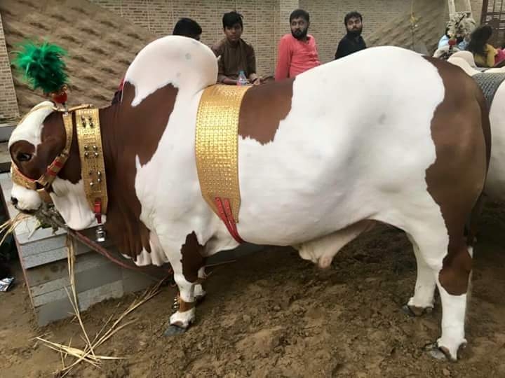 @💯RAJPUT_BOY🔥