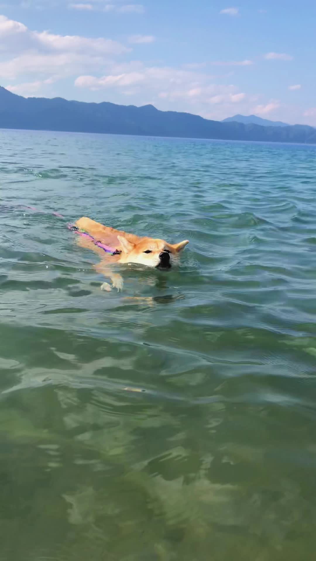 @🧿Mamidogs🧿