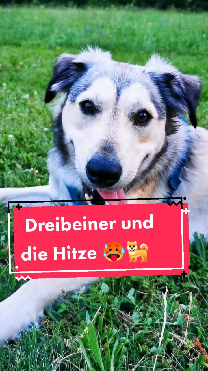 @Handicap.dogs.on.tour.