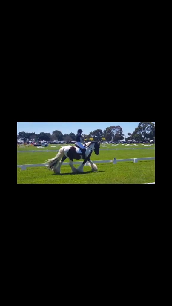 @Faraway Gypsy Horse Stud