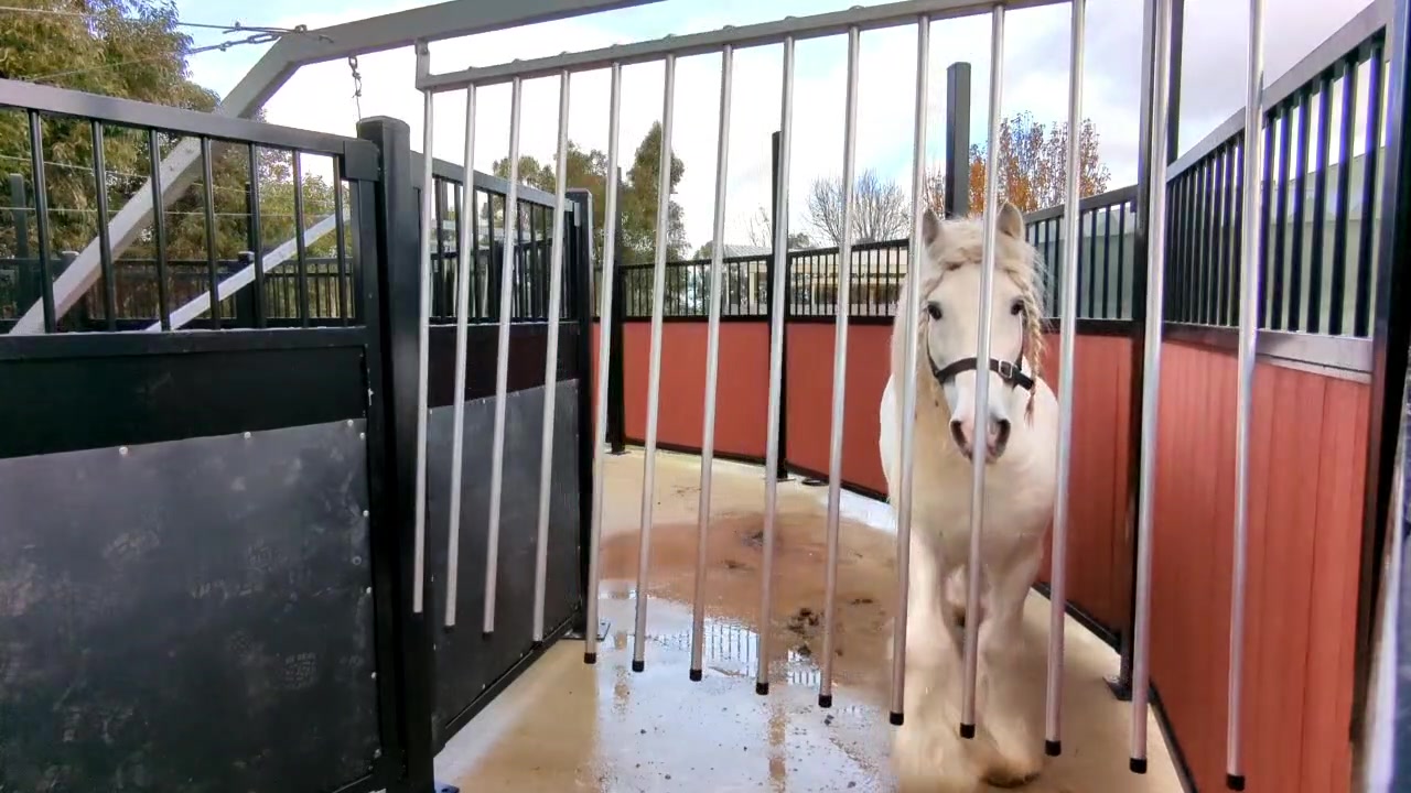 @Faraway Gypsy Horse Stud